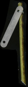primarybranch