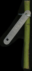 primarybranch