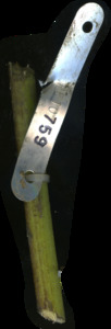 primarybranch