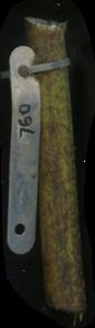 primarybranch