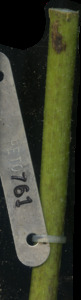 primarybranch