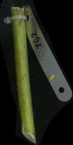 primarybranch