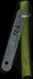 primarybranch