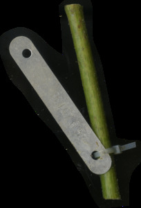 primarybranch