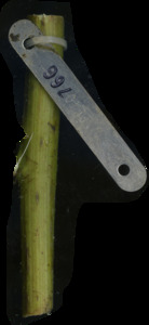 primarybranch