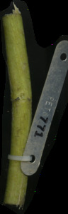 primarybranch