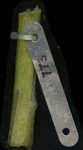 primarybranch