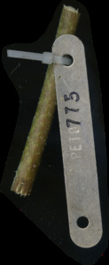 primarybranch