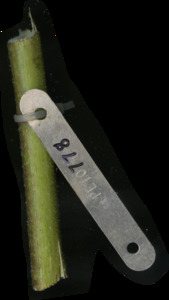 primarybranch