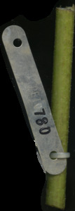 primarybranch