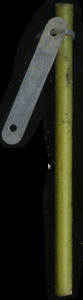primarybranch