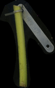 primarybranch