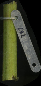 primarybranch