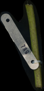 primarybranch