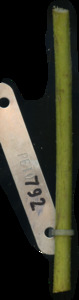 primarybranch