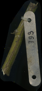 primarybranch