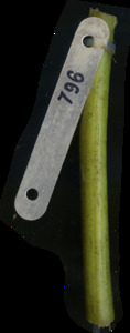 primarybranch