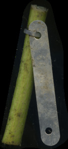 primarybranch