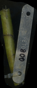 primarybranch