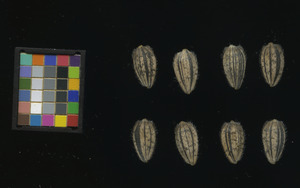 seed