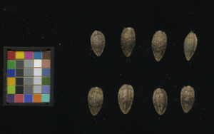 seed