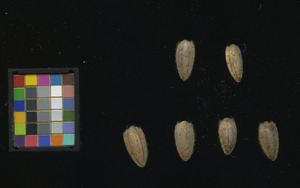 seed