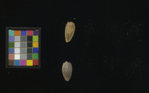 seed