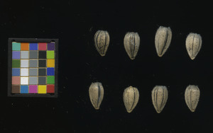 seed