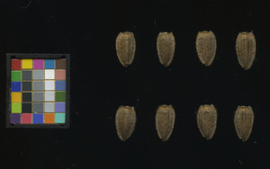 seed