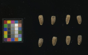 seed