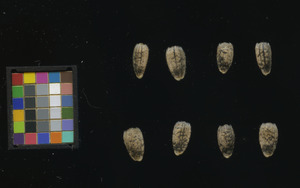 seed