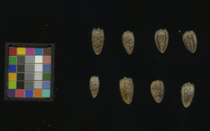 seed