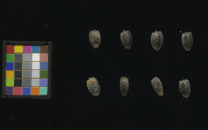 seed