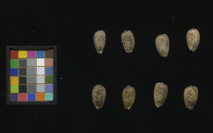 seed