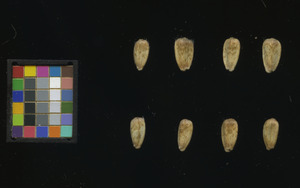 seed
