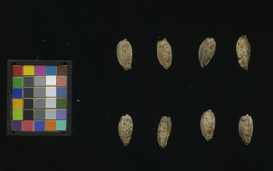 seed