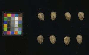 seed