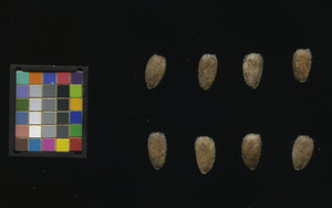 seed