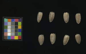 seed