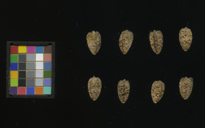 seed