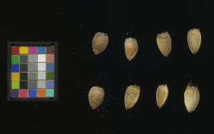 seed