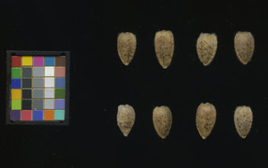 seed