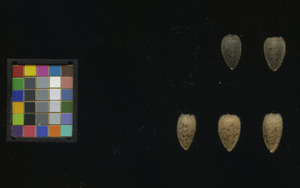 seed