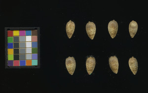 seed