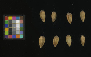 seed