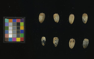 seed