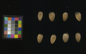 seed