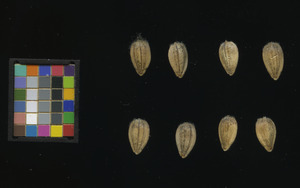 seed