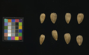 seed