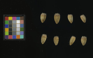 seed